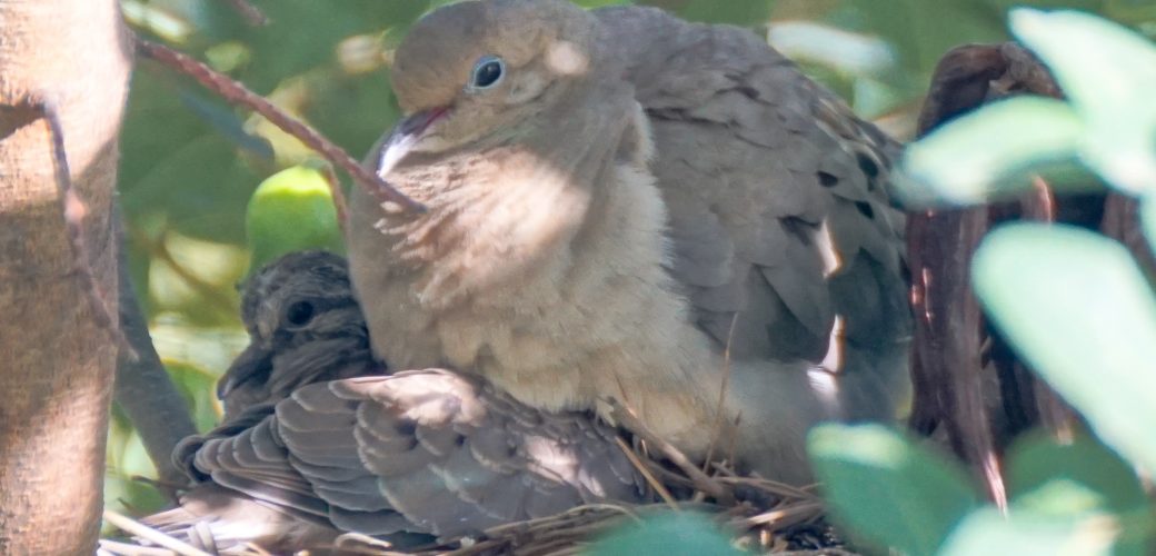 Mother Mourning Dove with Fledgling photo by David Bookstaber