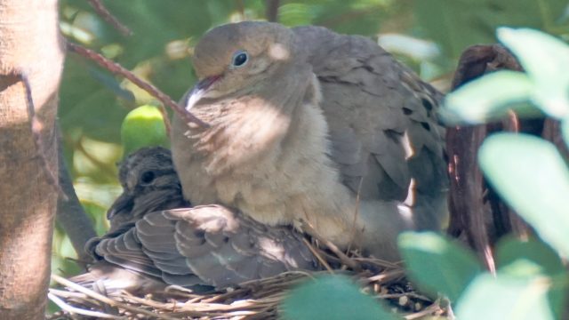 Mother Mourning Dove with Fledgling photo by David Bookstaber