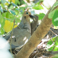 Father Mourning Dove Feeding Fledgling photo by David Bookstaber