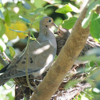 Father Mourning Dove with Fledgling photo by David Bookstaber
