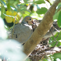 Mother Mourning Dove Feeding Fledgling photo by David Bookstaber