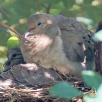 Mother Mourning Dove with Fledgling photo by David Bookstaber